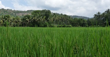 चावल के फुट रॉट या बकाने रोग के खिलाफ ट्राइकोडर्मा एस्पेरेलम का विकास