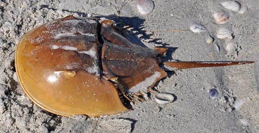 11-04-2020-blood-from-horseshoe-crabs-critical-to-vaccine-research