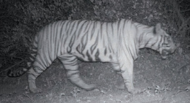 सह्याद्री टाइगर रिजर्व में बाघों को फिर से बसाने की कवायद